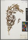 Foto von Salix purpurea L.